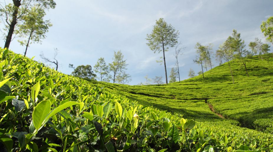 Tea Industry: A Planter’s Perspective- Part III- ‘Tea Estates & the NOC ...